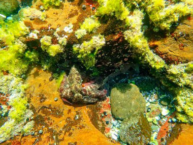 Bir kaya havuzunda su altında alınan ahtapotlar büyük olasılıkla renk körüdür ve ışık tayflarını düzensiz dikdörtgen şeklindeki gözbebeklerinden ayırarak renkleri gördükleri düşünülür. Ahtapotun altı kolu, iki bacağı, üç kalbi vardır., 