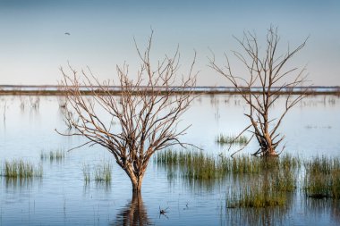 Ağaçlar ve otlar Menindee Gölü sisteminin suları altında Avustralya 'nın kırsal kesimlerindeki kuru çöl manzarasında bir vaha.