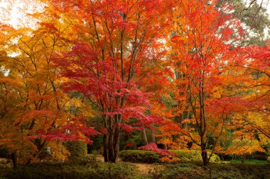 Yaprak döken ağaçlar sonbahar mevsiminde zengin kırmızılar, portakallar ve altın sarılarıyla parlar.