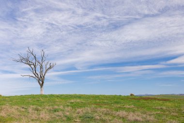 Mavi gökyüzü ve ince bulutlu yeşil bir tarlada ölü sakız ağacı.