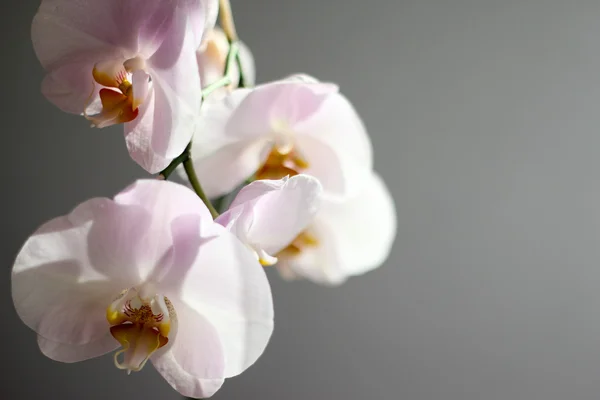 White orchid på grå blackbackground — Stockfoto