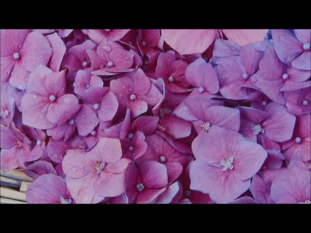 Feliz Cumpleaños Con Flores Mariposa — Vídeos de Stock