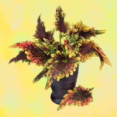 Yapraklar ve desenli çiçekler