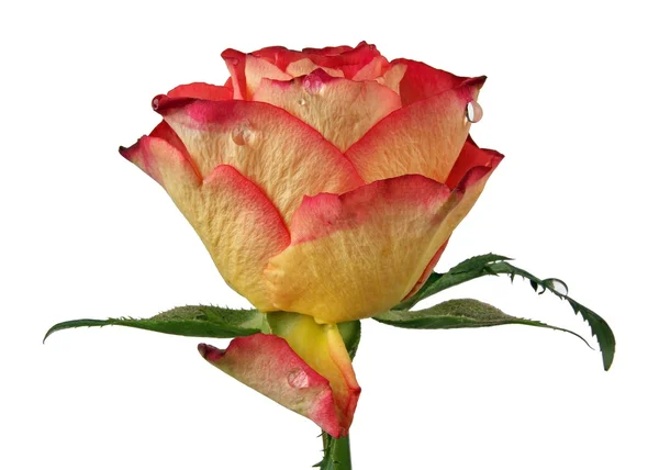 Roses — Stock Photo, Image