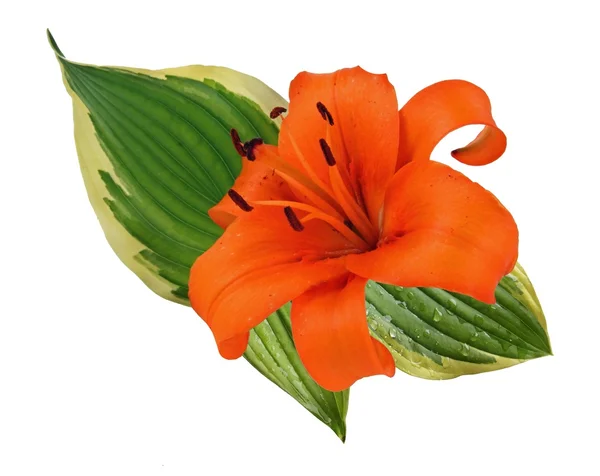 Lily — Stock Photo, Image