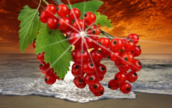 Früchte-Johannisbeeren am Strand — Stockfoto