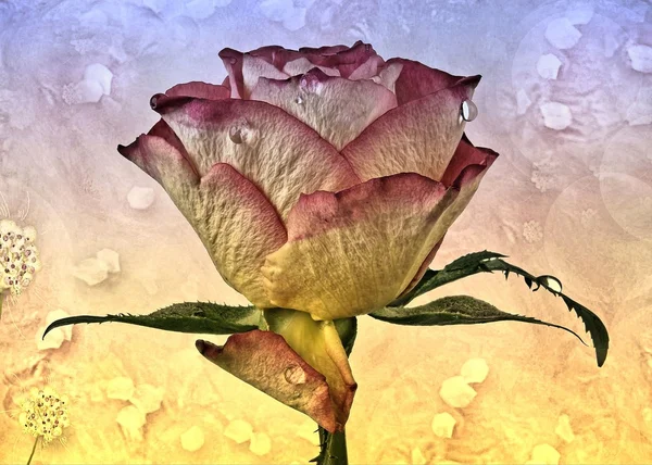 Rosas com textura — Fotografia de Stock