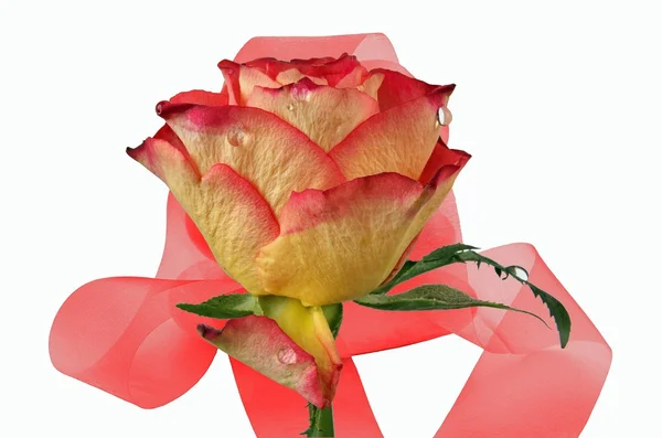 Rosas con t — Foto de Stock