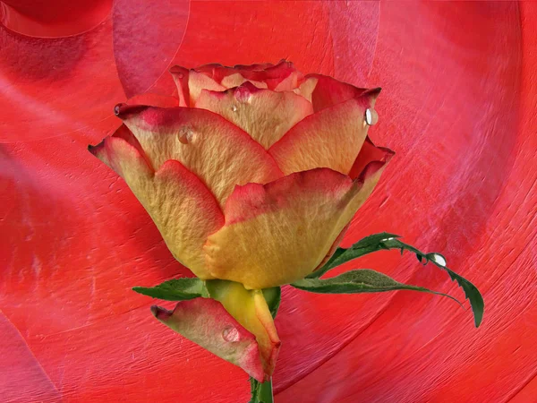 Rosas con textura — Foto de Stock