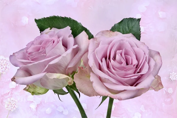 Piękne róże z tekstury — Zdjęcie stockowe