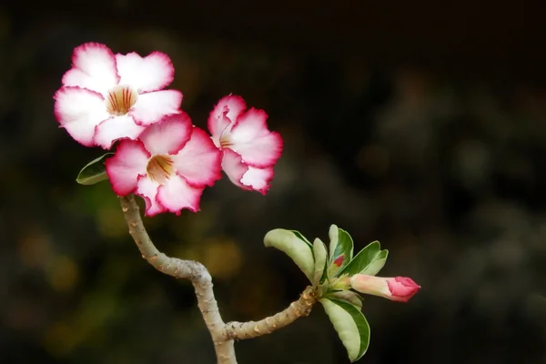 Closeup ของดอกไม้สีชมพู — ภาพถ่ายสต็อก