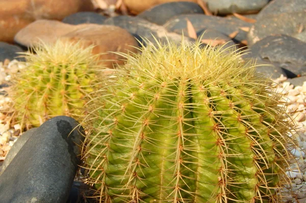 Closeup of cactus — Stock Photo, Image