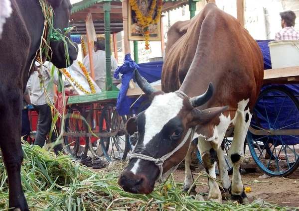 Hinduer mata korna som traditionella praxis varje dag — Stockfoto