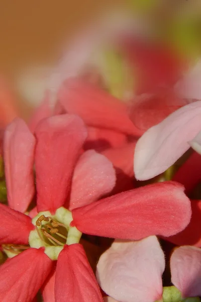 Closeup Flowers Use Background — Stock Photo, Image