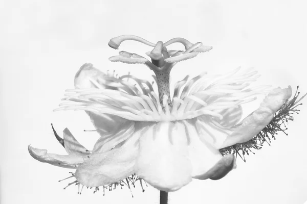 Flor salvaje blanca —  Fotos de Stock