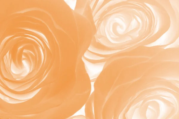 Rose Kwiaty Abstrakcyjne Tło — Zdjęcie stockowe
