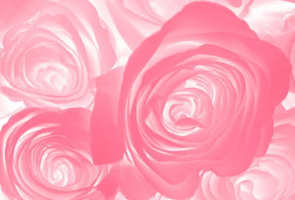 Rose Flowers Abstract Background — Stock Photo, Image