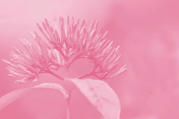 野生の花の背景 — ストック写真