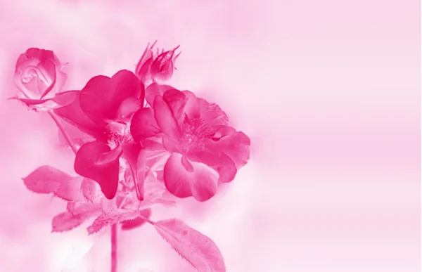 Rosa flores fondo — Foto de Stock