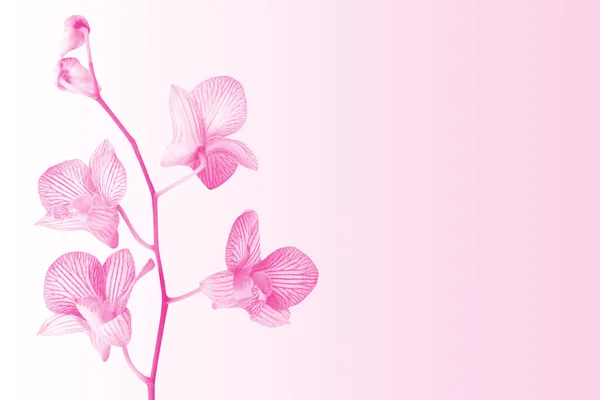 Orkide çiçekleri arka plan — Stok fotoğraf