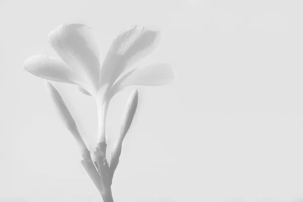 Closeup of white Flowers — Stock Photo, Image