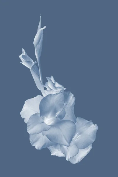 Gladiolen bloem achtergrond — Stockfoto