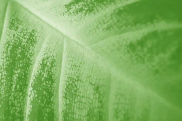 Zbliżenie Tekstury Liści Zielonych Stosowania Jako Tło — Zdjęcie stockowe