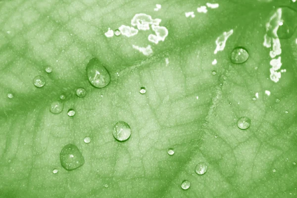 Krople Wody Zielonym Tle Liści — Zdjęcie stockowe