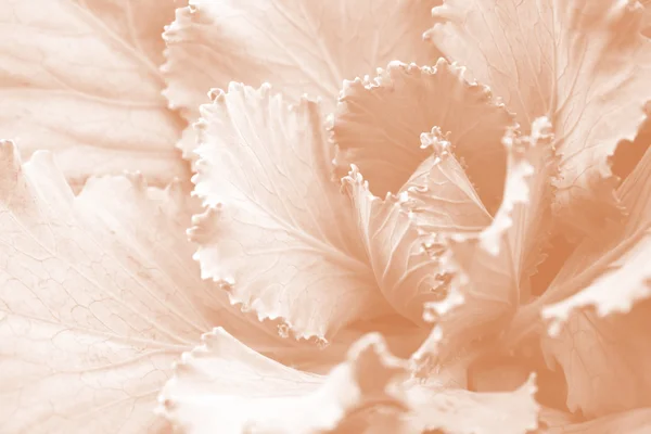 Blume abstrakten Hintergrund — Stockfoto