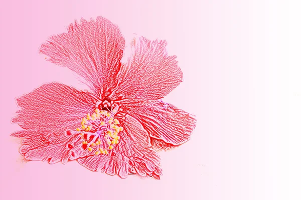 Detailní Záběr Květ Ibišku — Stock fotografie