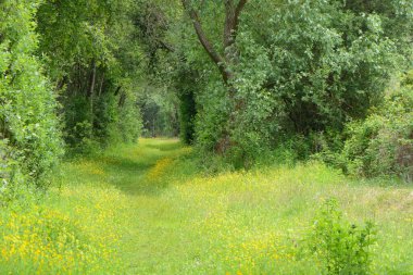Haziranda Batı Hollanda ormanında derin bir patika