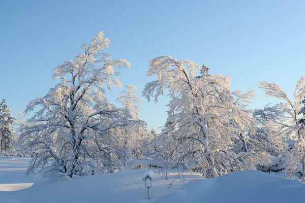 Schneebäume Den Bergen Auf Der Saariselka Finnland — Stockfoto