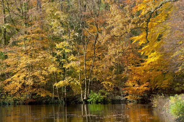 Árboles de otoño a lo largo del estanque — Foto de Stock