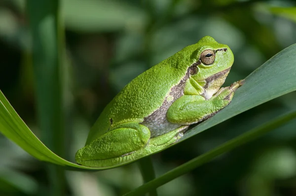 Grenouille sur une feuille de roseau — Photo