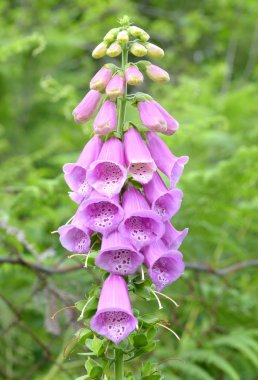 Bahçedeki pembe foxglove