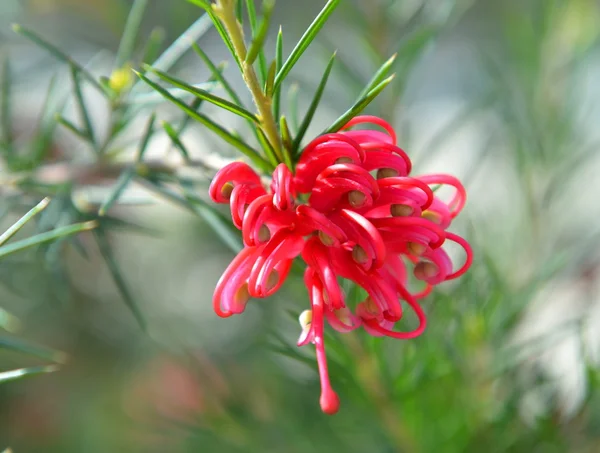 Рожева квітка Grevillea fililoba "Ellendale" — стокове фото