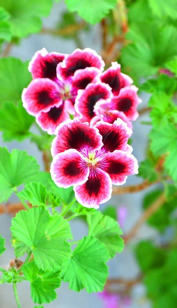Flores de pelargonia rojo oscuro —  Fotos de Stock