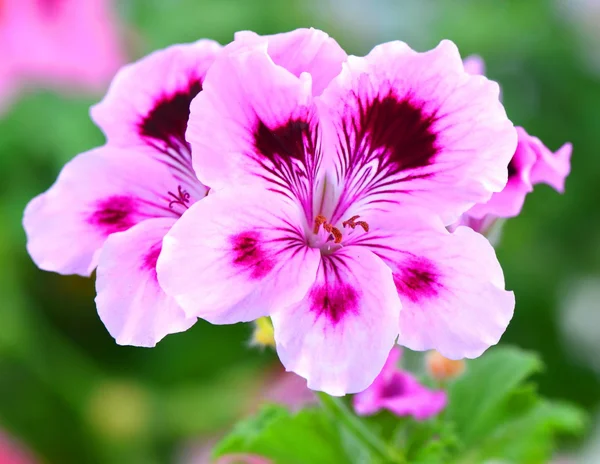 Nice pelargonia flowers — Stock Photo, Image