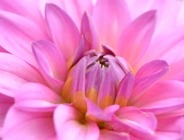 Close-up van de dahlia als achtergrond — Stockfoto