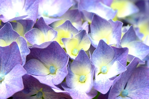 Hortensia violette close-up — Photo