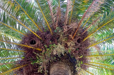 İspanya 'nın Salou şehrindeki palmiye ağaçlarına yuva yapmış ünlü papağan kuşları.