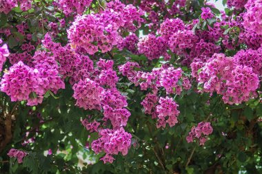 Bougainvillea çalılarının yakın plan çekimleri canlı mor braketlerin ve yeşil yaprakların çiçek açtığını gösteriyor. Bahçecilik, ev dekorasyonu, sağlık alanları ve egzotik yerlerde seyahat pazarlaması için tropikal çiçek dokusu yakalar. Seçici odak.