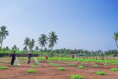 Maldivler, Thoddoo - 22 Şubat 2022: Bir grup koyu tenli yerel Maldivli çiftçi günlük giysiler içinde ve şapkalar sıraları sulayarak açık kumlu alanda hindistan cevizi palmiyeleri ile kaplı hortumlar kullanarak sıcak güney bölgesinde sıcak gün ortasında