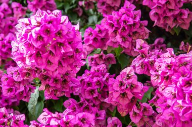 Işıl ışıl yeşil yaprakların arasında küçük sarı tüp çiçekleri çevreleyen yemyeşil begonvillerin yakın çekimi. Bahçecilik, egzotik dekor, biyofilik sağlık alanları ve canlı seyahat pazarlama için yoğun tropikal renk ve hassas dokuyu yakalar