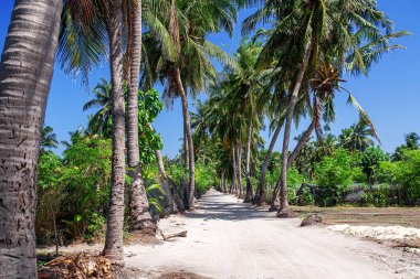 Her iki tarafında uzun hindistan cevizi palmiyeleri olan kumlu yol parlak mavi gökyüzünün altındaki yemyeşil bitki örtüsüne çıkıyor. Maldivler 'deki tipik tropik ada yolu ya da benzer bir mercan adası. Seyahat macerası ve ada için sakin egzotik bir atmosfer yakalar