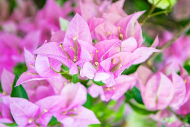 Canlı pembe bougainvillea braküller ve yeşil yapraklar doğal ortamda. Otantik duygusal dinginliği ve refahı çağrıştırıyor. Yüksek çözünürlüklü dekor, bahçıvanlık ve farkındalık için ideal.