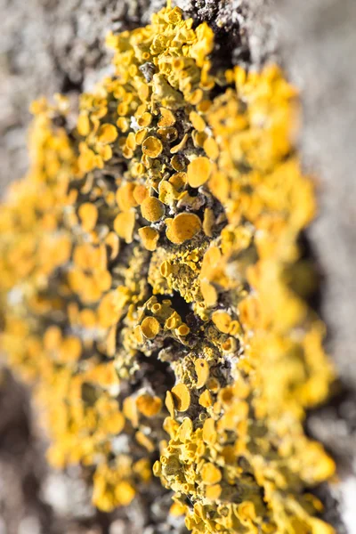 Schönes Foto in der Natur — Stockfoto