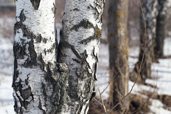 Krásné fotografie v přírodě — Stock fotografie