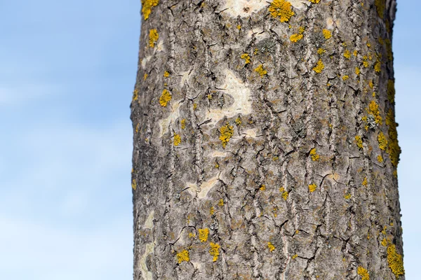 Hermosa foto en la naturaleza — Foto de Stock