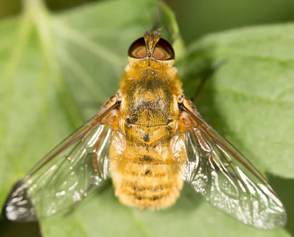 Beautiful photo in nature — Stock Photo, Image